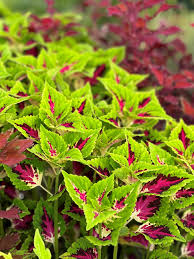 Image result for Coleus sylvestris