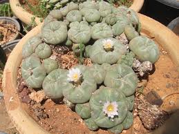 Image result for Loxodera caespitosa