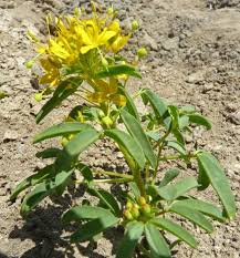 If you need a plant for a rock garden or an edge, this is a perfect choice. Palmer S Bee Plant Who Knew Cleome Palmeriana Cute Little Plant And I Know Where To Look For Seeds Colorado Wildflowers Plants Bees Plants