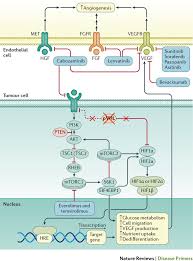 Signs and symptoms of kidney cancer though renal and transitional cancer types affect the kidney in slightly different ways, the signs and. Renal Cell Carcinoma Nature Reviews Disease Primers