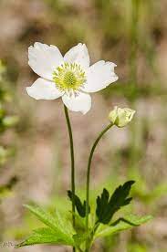 Flowers La Crosse Wi Woodland Plants Walking In Nature The Great Outdoors