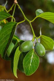 Image result for Berchemia discolor