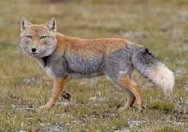 Tibetan Fox High Altitude Canine Pet Fox Tibetan Fox Animals Amazing