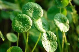 Image result for Centella asiatica