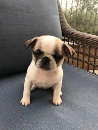 Maybe you would like to learn more about one of these? Puginese Dog For Adoption In Irvine Ca Adn 818764 On Puppyfinder Com Gender Female Age Baby Dog Adoption Dogs Pekingese Mix