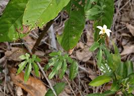 Image result for Coccinia adoensis