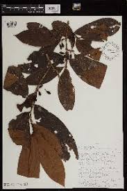 Image result for Erythroxylum zambesiacum