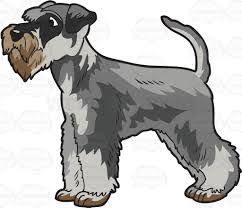 Black And White Mini Schnauzer Clipart Image Result For Schnauzer Clip Art Miniatuur Schnauzer