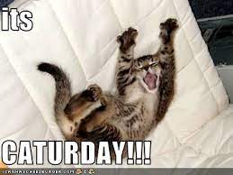 Pics with saturday humor and saturday jokes. Its Caturday My Les Paul Forum