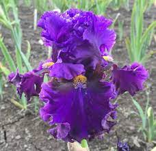 Pagan Knight Iris Sisters Farm Iris Flowers Pretty Flowers Beautiful Blooms