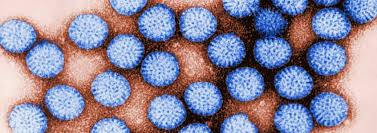 Image result for Rotavirus