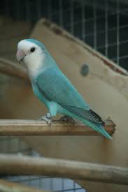 Les Roseicollis De Flo Photos Pet Birds Love Birds Pet Colorful Birds