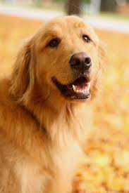 The golden retriever is the most popular breed in utah, though the german shepherd and the pomsky are not far behind. Craigslist Pets Golden Retriever Off 70 Www Usushimd Com