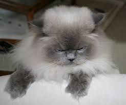 Their pattern can be tabby or tortoiseshell. Free Blue Point Doll Face Himalayan Cat Stock Photo Freeimages Com