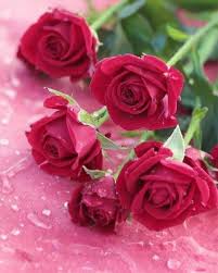Flowers In Dubai Pretty Flowers Beautiful Roses Rose Flower