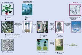 Maybe you would like to learn more about one of these? Plant Cell Cultures For The Production Of Recombinant Proteins Nature Biotechnology