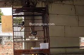 Selalu bersihkan sangkar / kandangnya setiap sehari secara teratur. 10 Cara Ternak Kacer Di Kandang Gantung Mudah Dan Sukses Burungnya Com