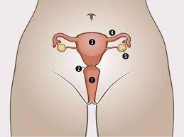 The picture of the female internal organ can be your desire when making about internal body. Woman S Internal Sexual Organs Zanzu