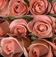 Maybe you would like to learn more about one of these? Iowa Des Moines Bill Doran Company Wholesale Florist Bulk Flowers Nationwide