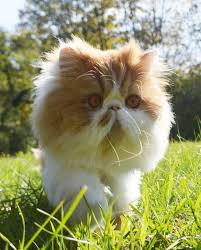 Persian cat personality, temperament, lifespan, grooming, and health advice. Persian Cats The Happy Cat Site