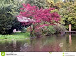 Japanisches Teehaus Im Englischen Garten In Munchen Germanyjapanese Teehaus Im Englischen Garten In Munchen Deutschland Stockfoto Bild Von Wald Herbst 44956952