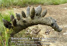 Image result for Xerophyta wentzeliana