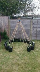 Wigwam Der Sussen Erbse In 2020 Gartengestaltung Ideen Garten Bepflanzen Garten