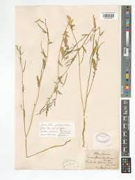 Image result for Erucastrum arabicum