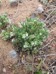 Image result for Disa cryptantha