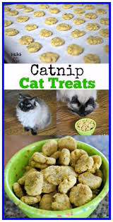 36 Reference Of Cat Food Recipes Fish In 2020 Dog Food Recipes Homemade Cat Food Cat Treat Recipes