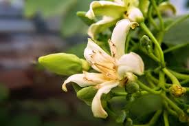 Image result for Landolphia kirkii