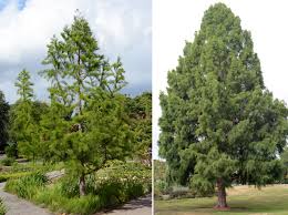 Image result for Taxodium