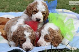 The current median price of shih tzus in texas is $1,275.00. Doodle Puppies For Sale In Texas The Y Guide