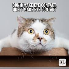 Hope you like our meme compilation and don't forget to subscribe us and share with your friends to make their day better. 45 Cat Memes You Ll Laugh At Every Time Reader S Digest