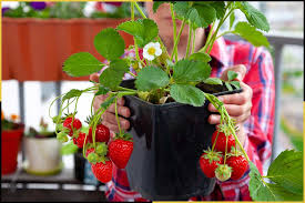 Calgary's population increased in 2019 to 1,285,711, up 18,367 from the previous year — primarily due to migration. Guide To Growing Strawberries In Calgary Alberta Canada