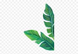 Leaf png you can download 40 free leaf png images. Clipart Banana Leaves Png Banana Leaf Png Clipart Free Transparent Png Images Pngaaa Com