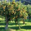 Longan fruit is currently in season and available at richard lyons nursery. 3