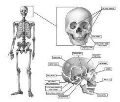 In the centre of your chest there is a strong bone called the brain = the organ inside your head that controls how you think and feel. Crossfit The Bones Of The Skull