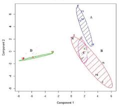 Image result for Haplocoelum foliolosum