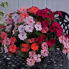 Image result for Impatiens kivuensis