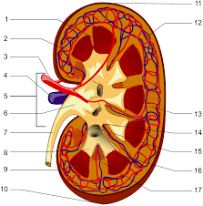 Disease of the kidney can be generally classified as acute or chronic. Nephrology Wikipedia