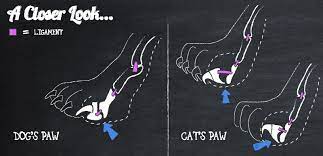 Why Don T Dogs Use Their Claws And Cats Do