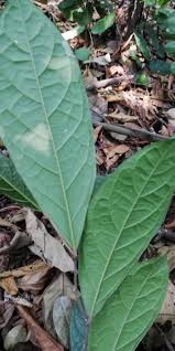 Image result for Dichapetalum