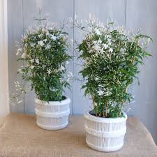 Image result for Jasminum meyeri-johannis