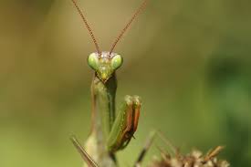 Maybe you would like to learn more about one of these? Hd Wallpaper Insect Nature Animal Green Lauer Position Praying Mantis Wallpaper Flare