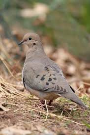 how to determine the age of a mourning dove hatchling