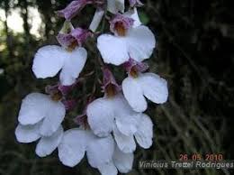 Image result for Polystachya cribbiana