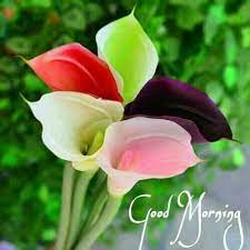 Good Morning Calla Lily Flowers Calla Lily Wedding Flowers Flowers