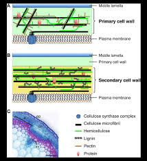 We did not find results for: What Is The Chemical Composition Of A Cell Wall In Plants And Fungi Quora