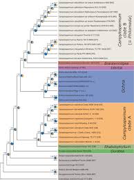 Image result for Rhabdophyllum affine